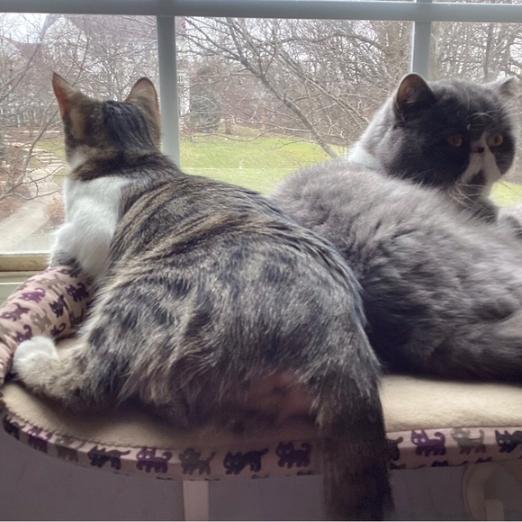 Meet your Posher, Daisy - Picture 5 of 7